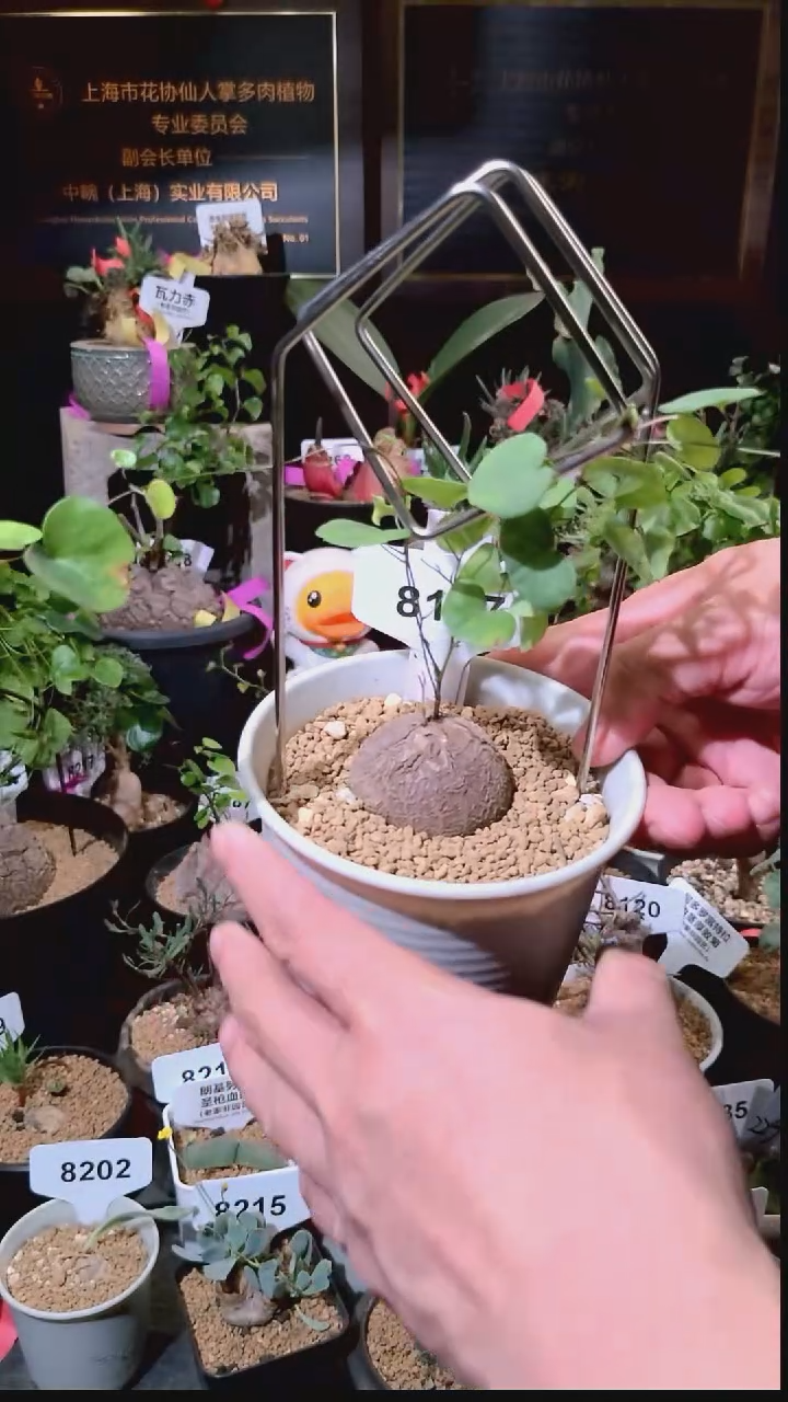 8127号1229精品植物南非龟甲龙单颗