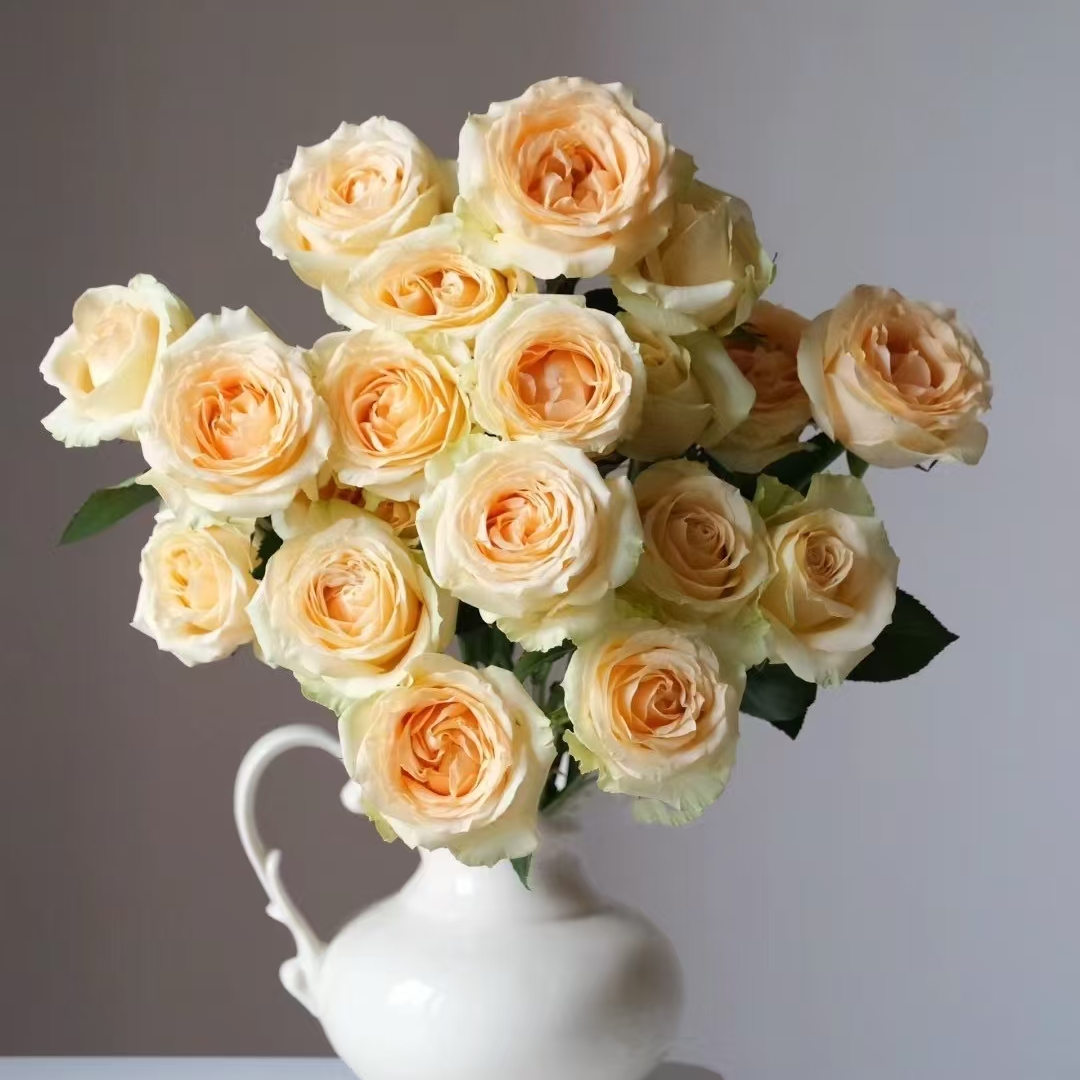 【香槟单头玫瑰】全场一单顺丰/德邦/两单加保鲜剂和配草