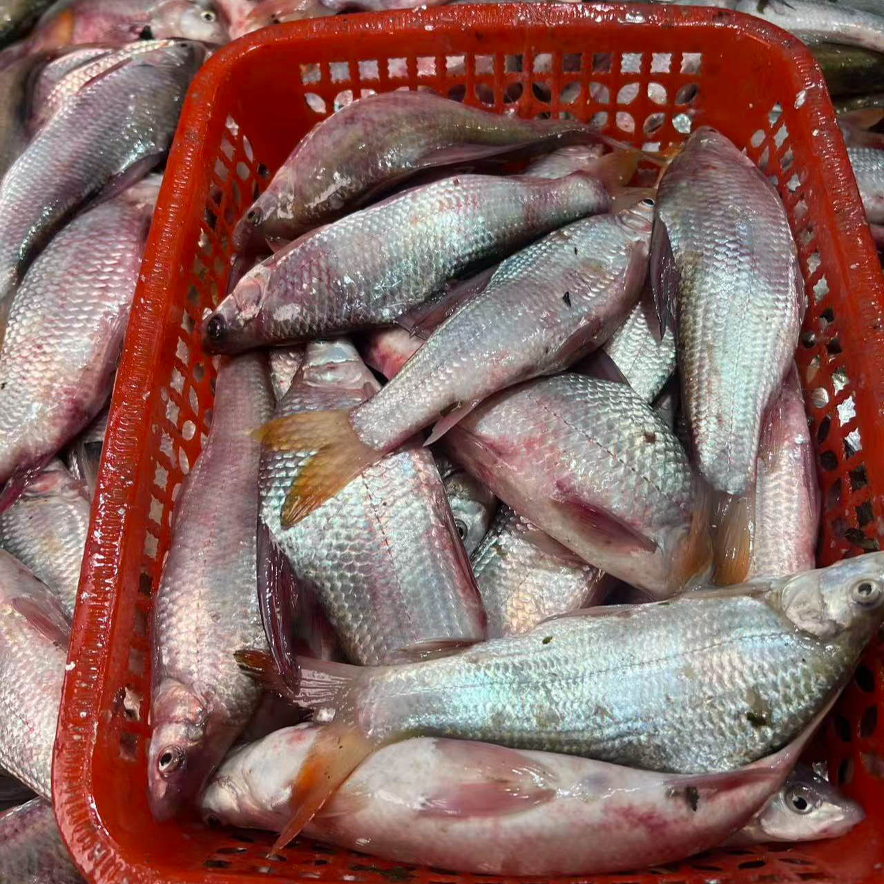 淡水野生鸡公鱼鸡腿鱼顺丰冷链发货不去鳞不去鳃杀肚子