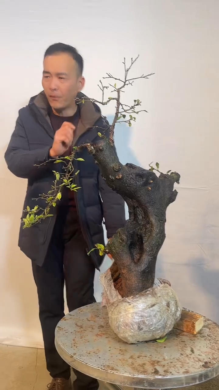 以实际为准金弹子 盆栽 盆景 一物一拍