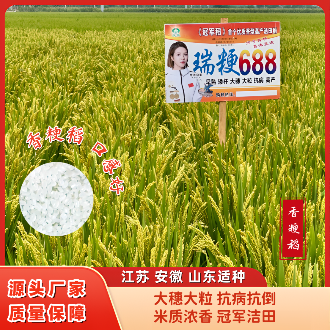 粳稻洁田稻瑞粳688大穗大粒高产早熟抗病抗倒矮杆水稻种子出米高