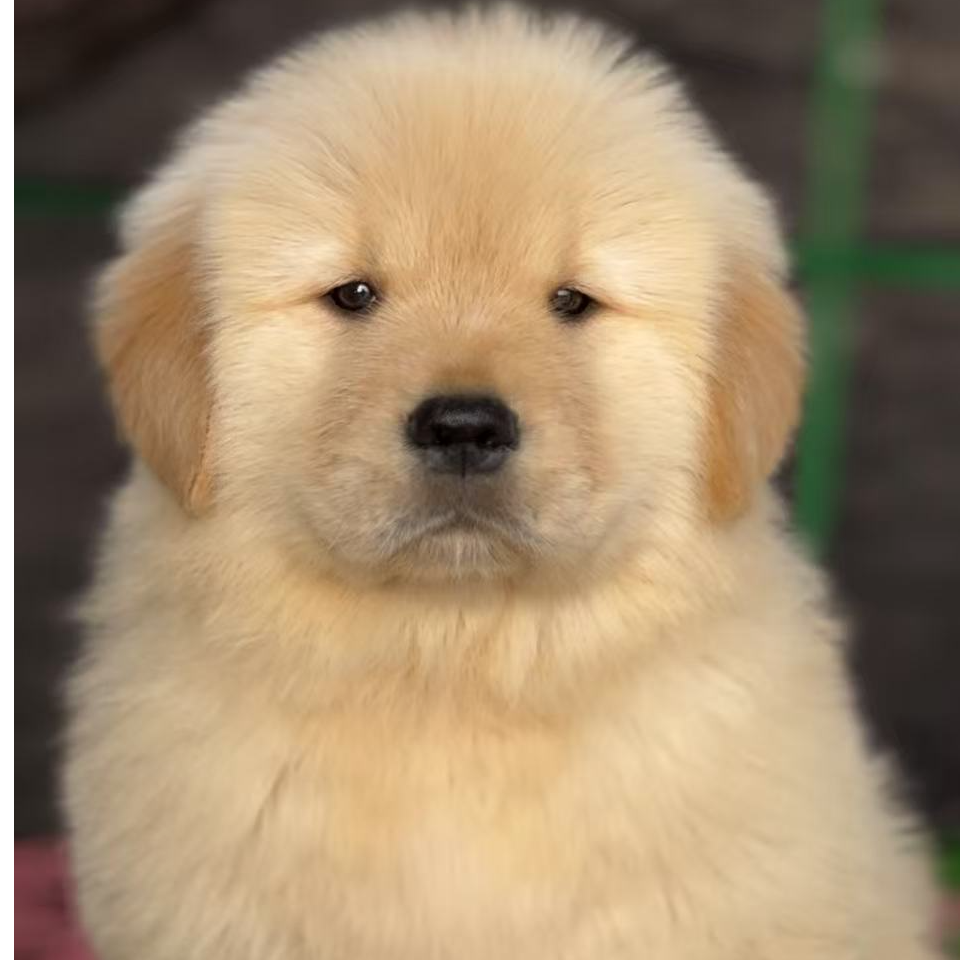 辉煌金毛 金毛幼犬活体通用链接