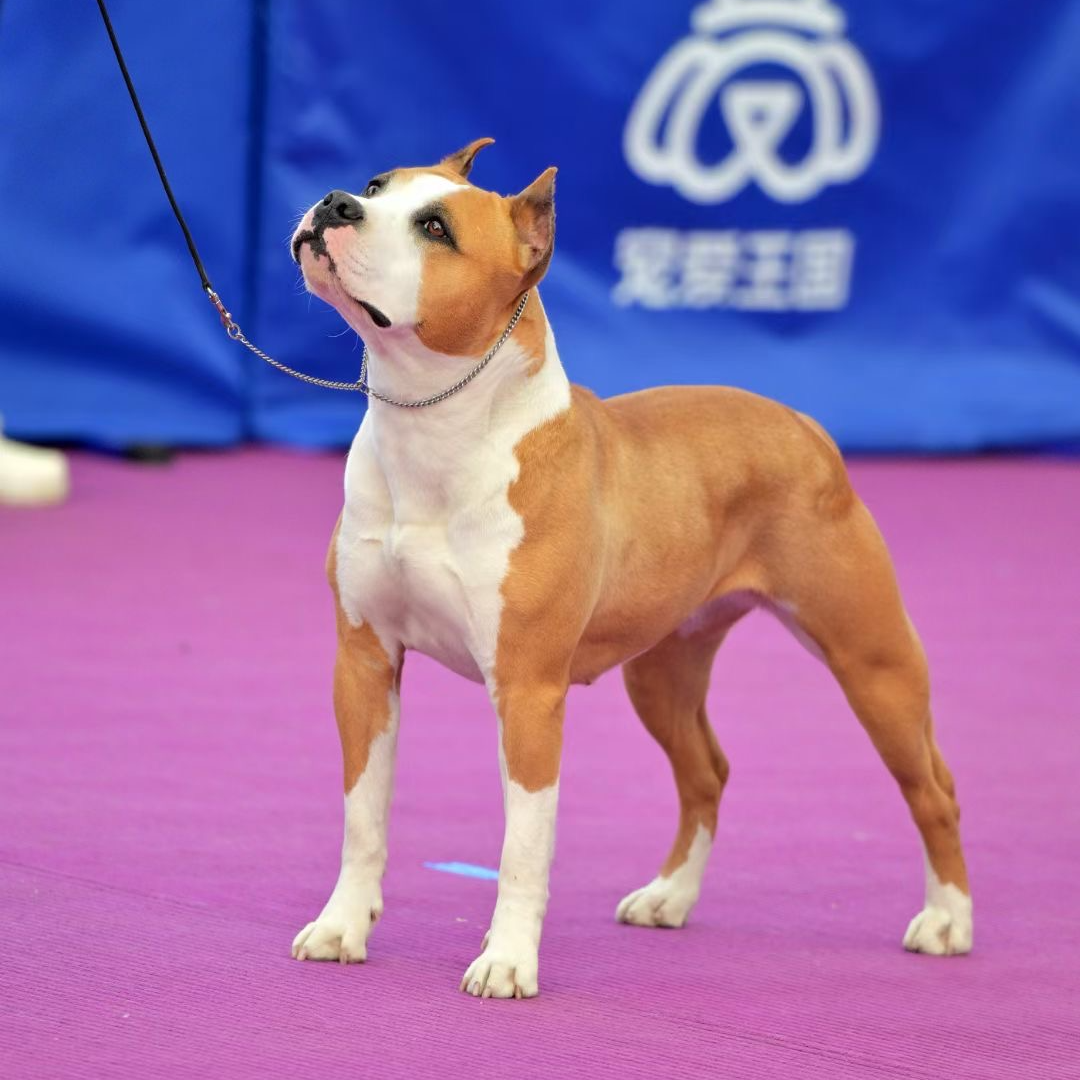 【大齐帝国斯塔福~二哥】宠物活体链接