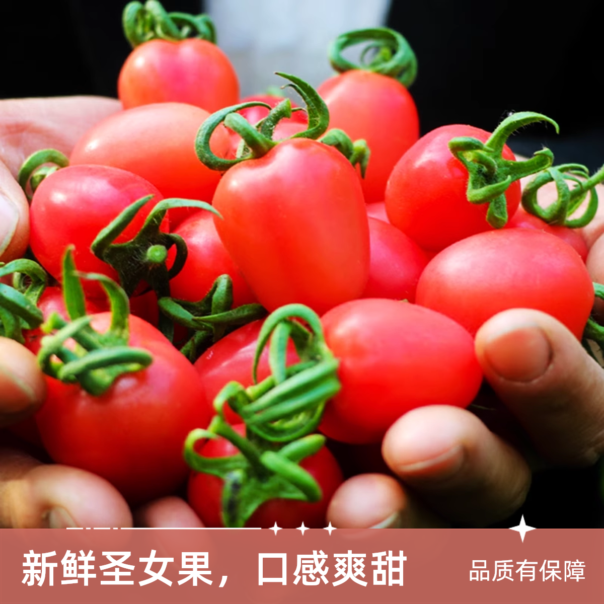 正宗攀枝花千禧/圣女果小番茄新鲜酸甜多汁【川渝贵阳次日达 京东包邮】