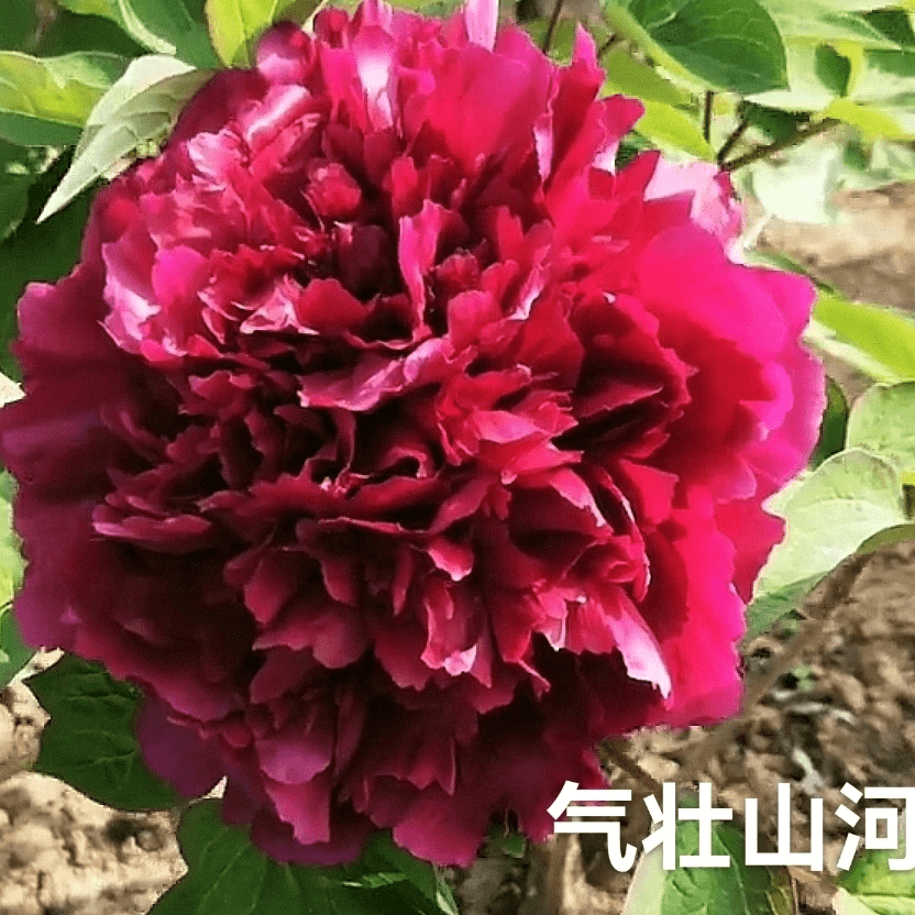 【气壮山河】正宗洛阳重瓣牡丹花苗北方耐寒盆栽地栽庭院花卉牡丹苗