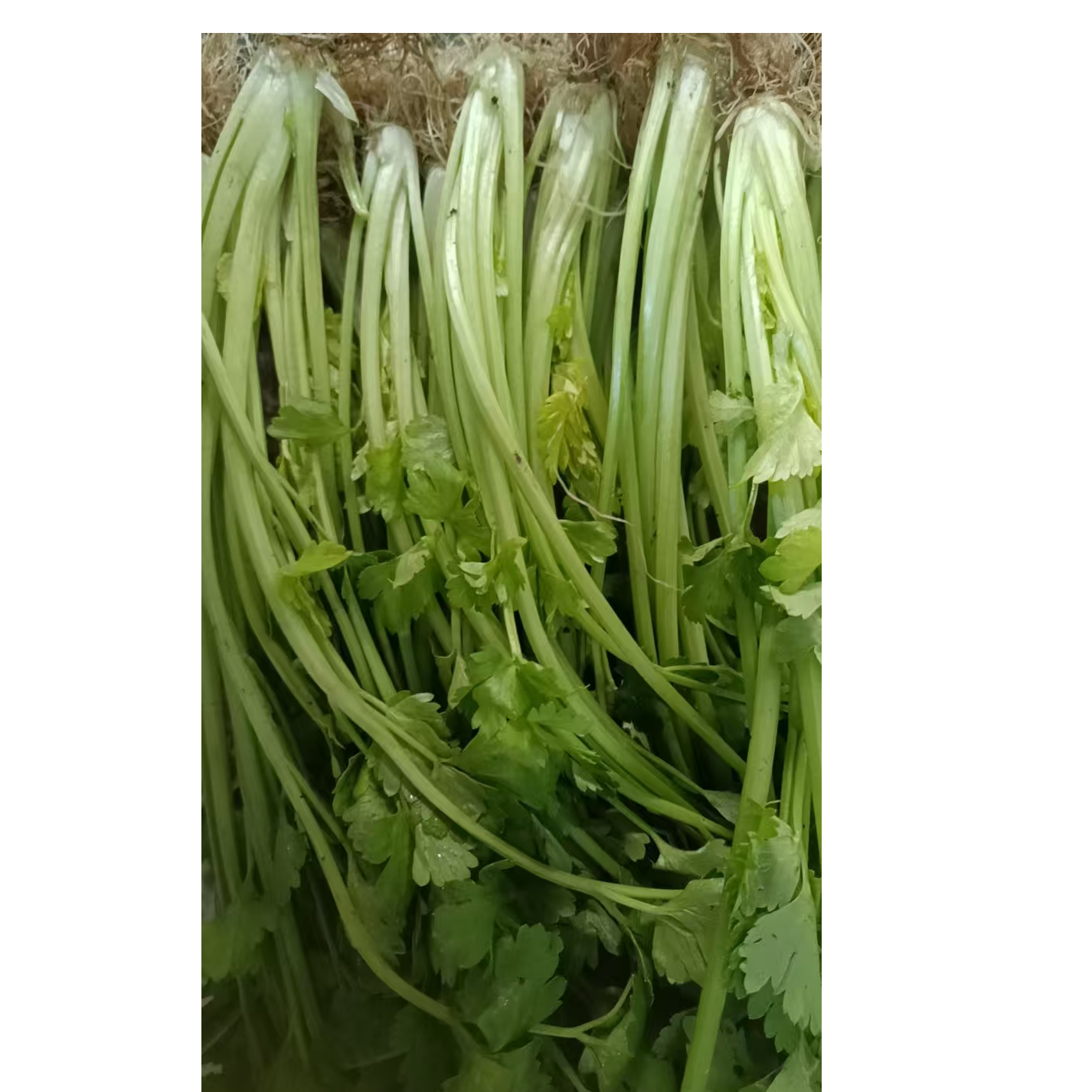 空心香芹500g