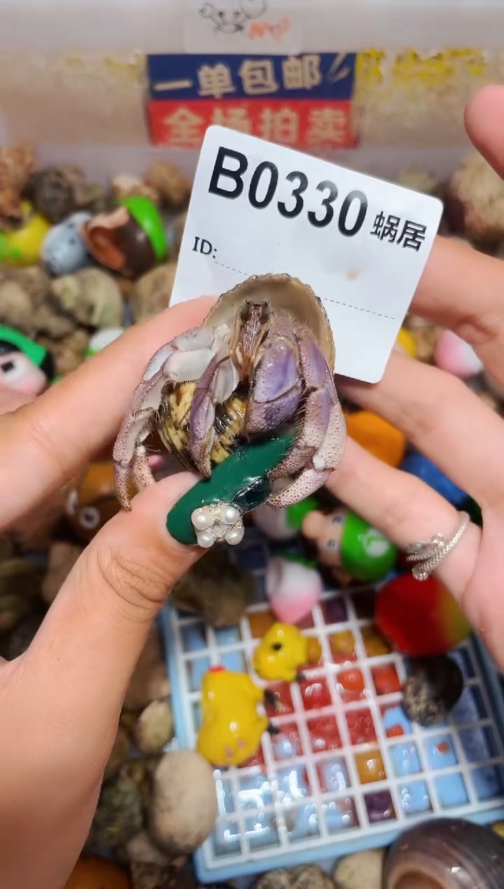 陌派甄选寄居蟹0330