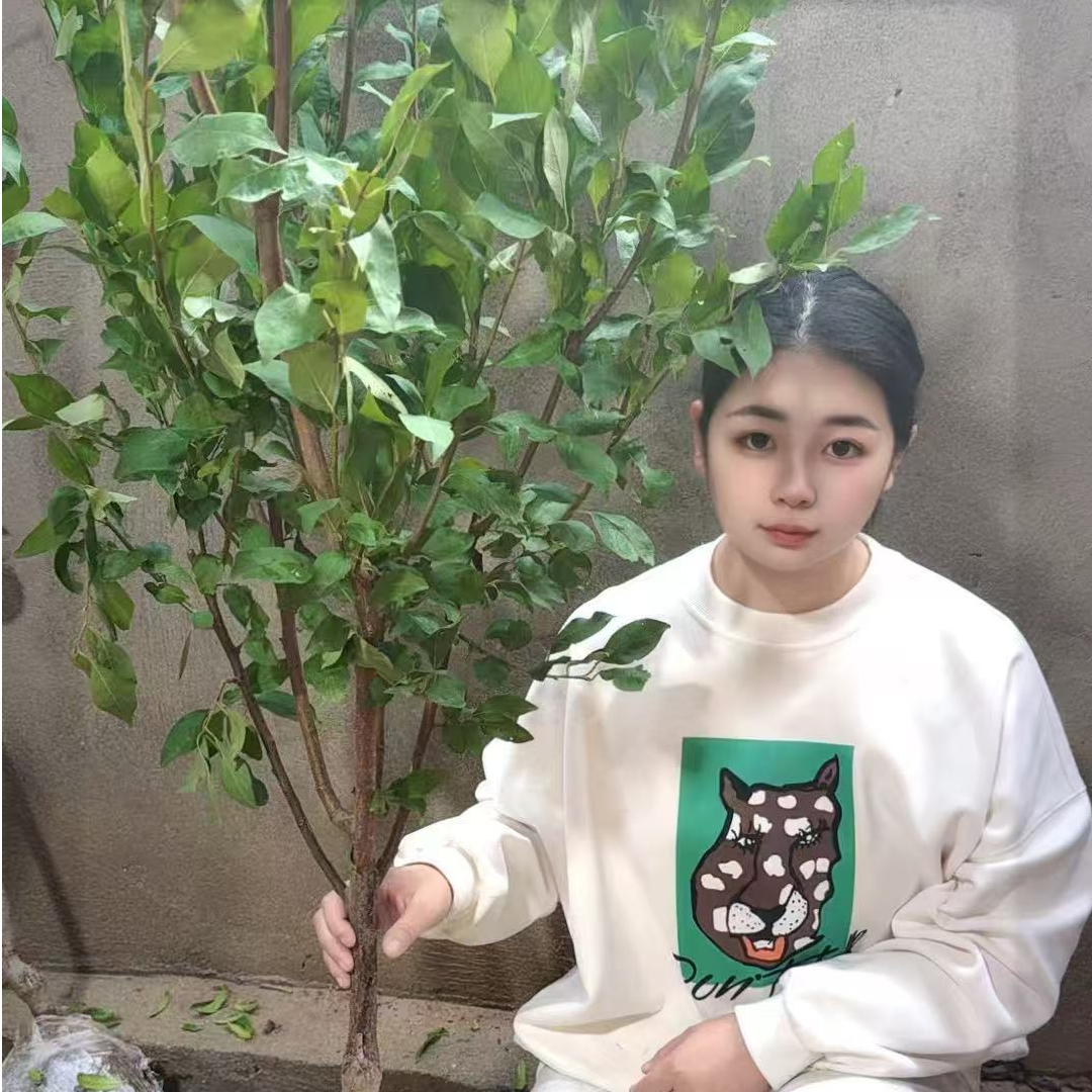 蜂糖李子苗大红袍李子树苗西梅李子嫁接果树苗南北方种植盆地栽
