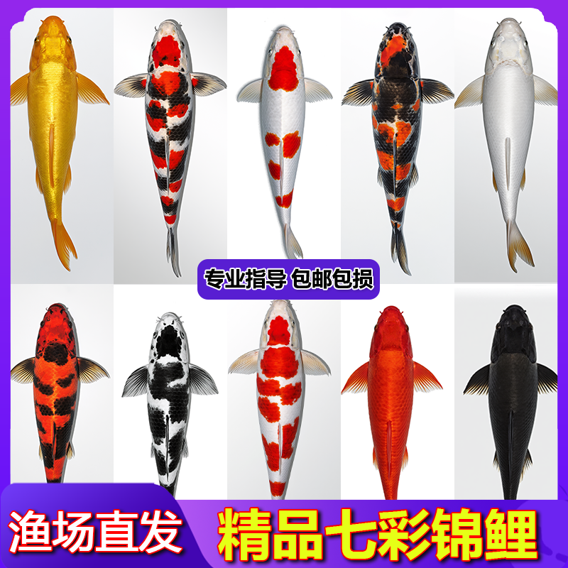 【迎春大福利】18-20cm三色锦鲤3条观赏鱼锦鲤冷水鱼金鱼活鱼耐活