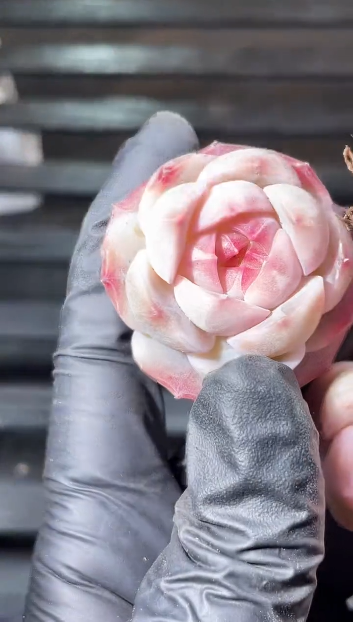 24-78刺客玫瑰2-3厘米量拍发一颗