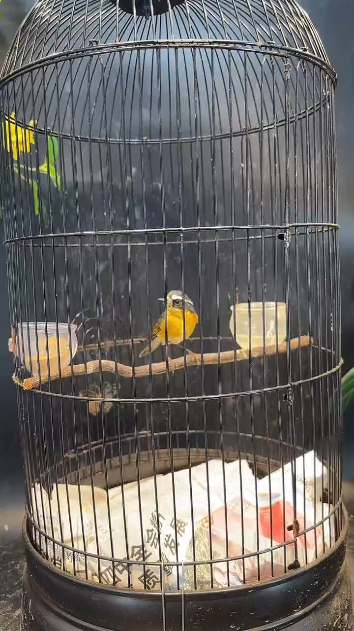 36号  白眉临朐养笼  0元起拍