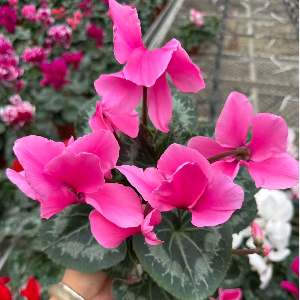 花购   仙客来  (永利水果糖粉红色） 浓香型