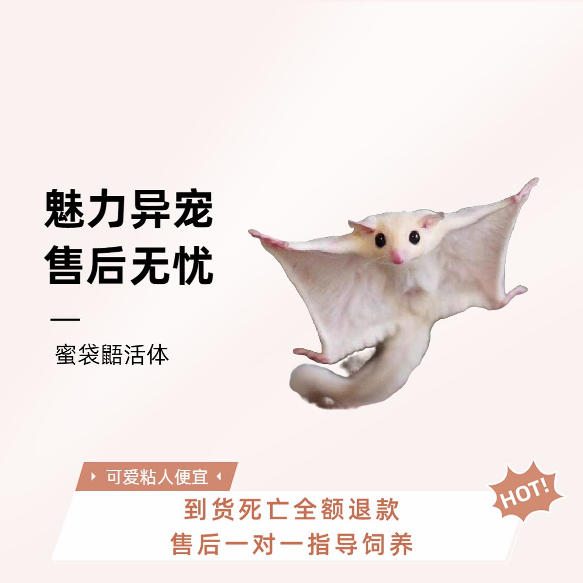 网红澳洲蜜袋鼯活宠便宜蜜袋鼯可爱幼崽密袋幼体小飞鼠活体