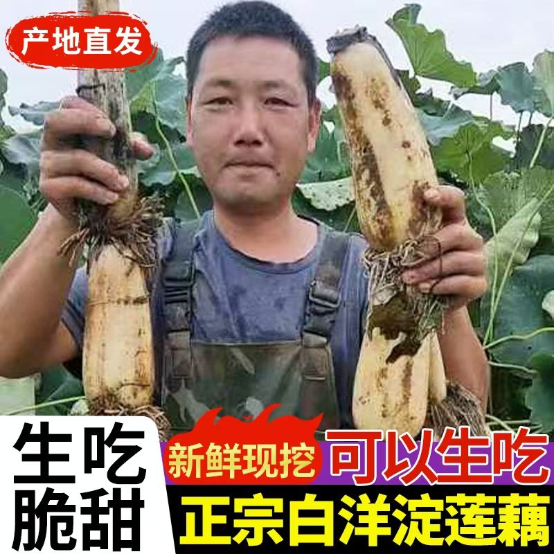 【藕中】白洋淀新鲜莲藕农家自种九孔脆莲藕清炒凉拌火锅食材
