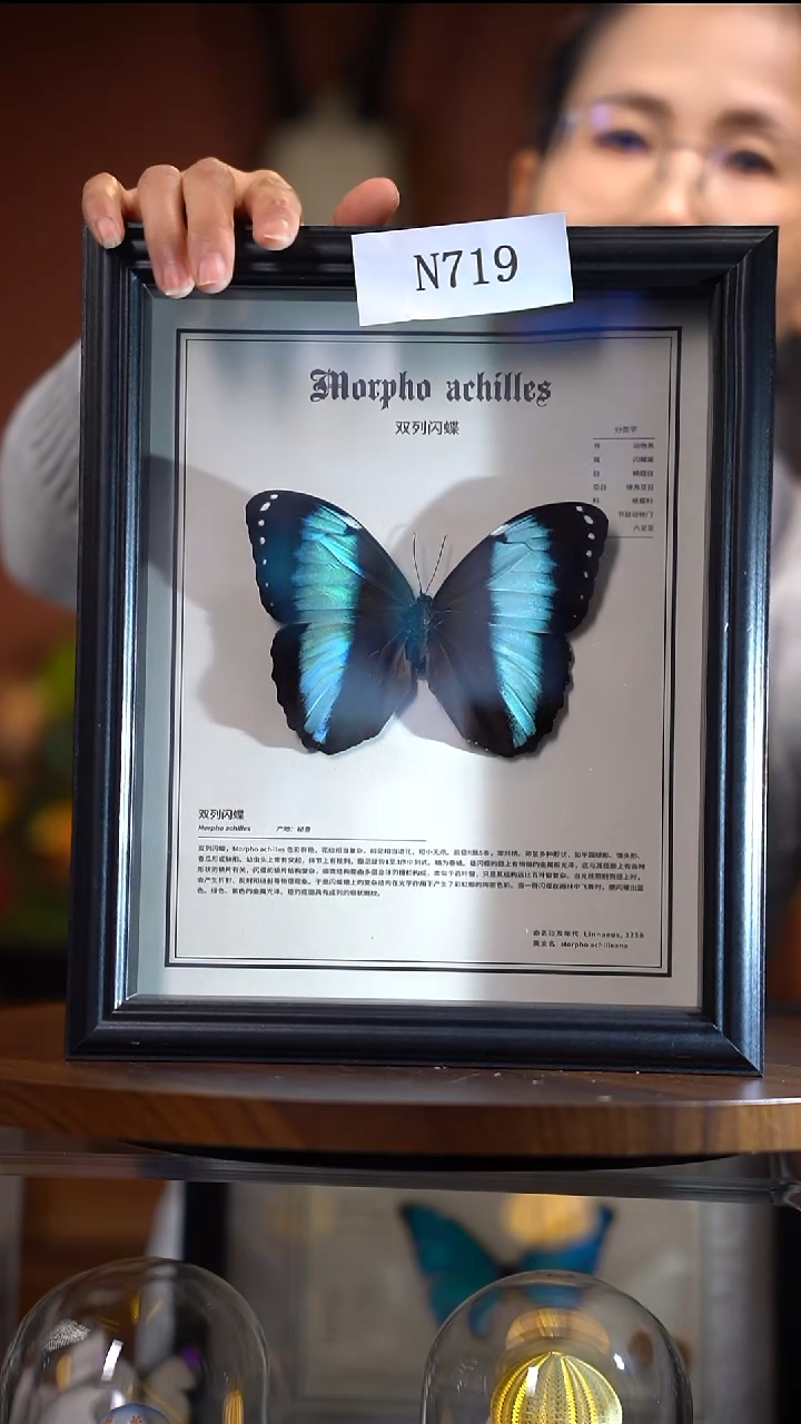 N719双列闪蝶竞拍