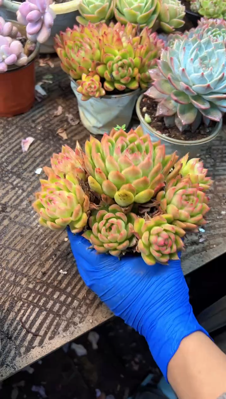 半**啡多肉植物一物一拍21381