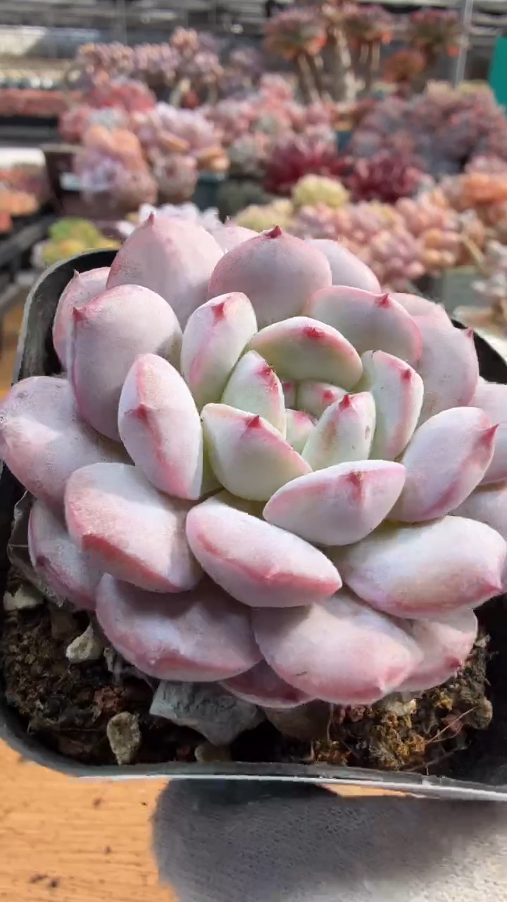 东云多肉园三店-122