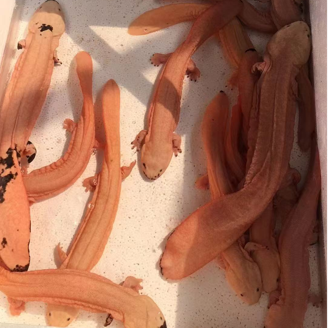 【直播专供】人工养殖娃娃鱼子二代变异娃娃鱼