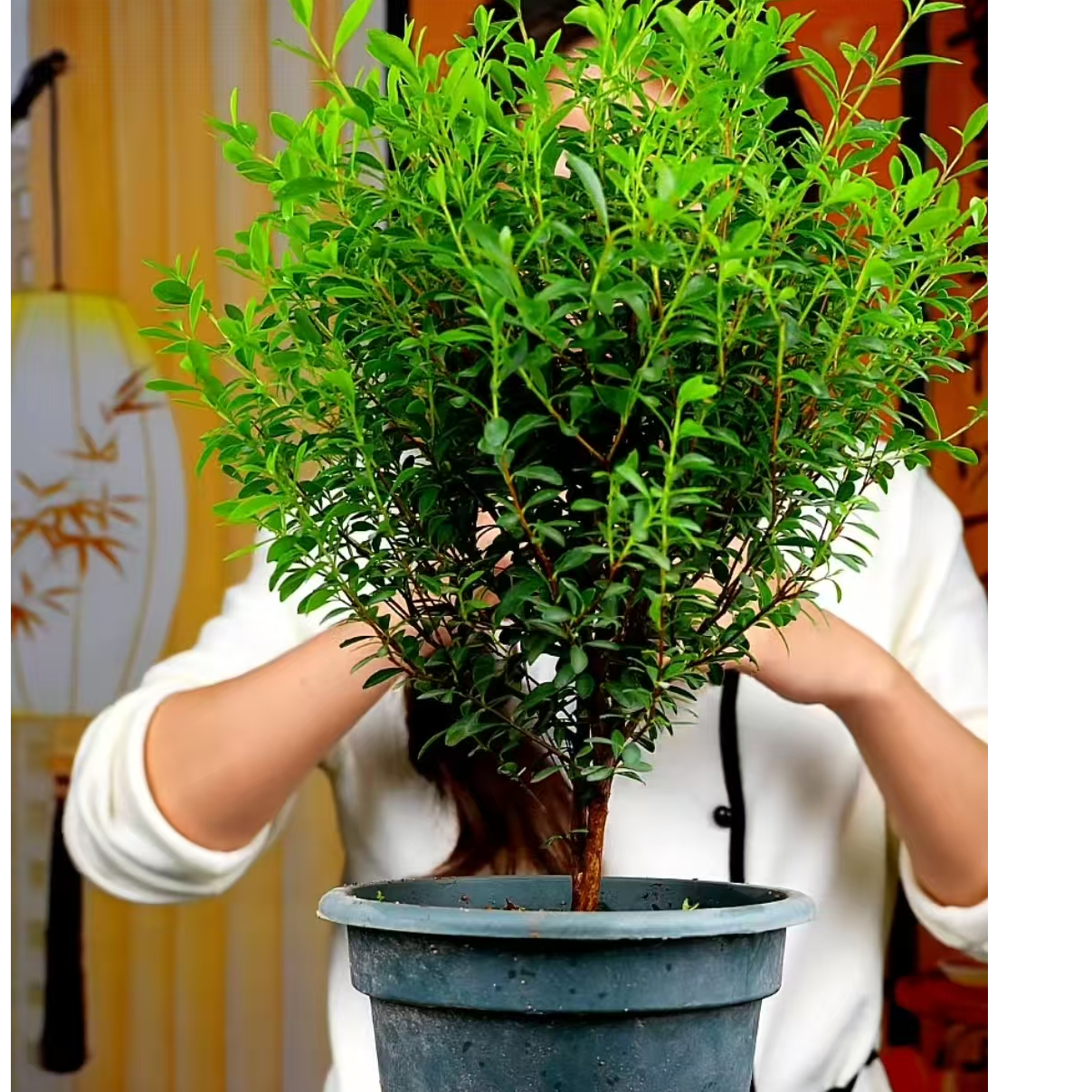 室内外好养小叶盆栽赤楠一物一拍绿植小叶赤楠