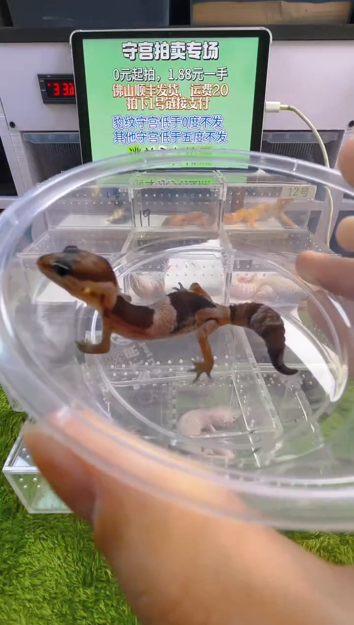 豹纹守宫豹纹肥尾苗子亚成成体