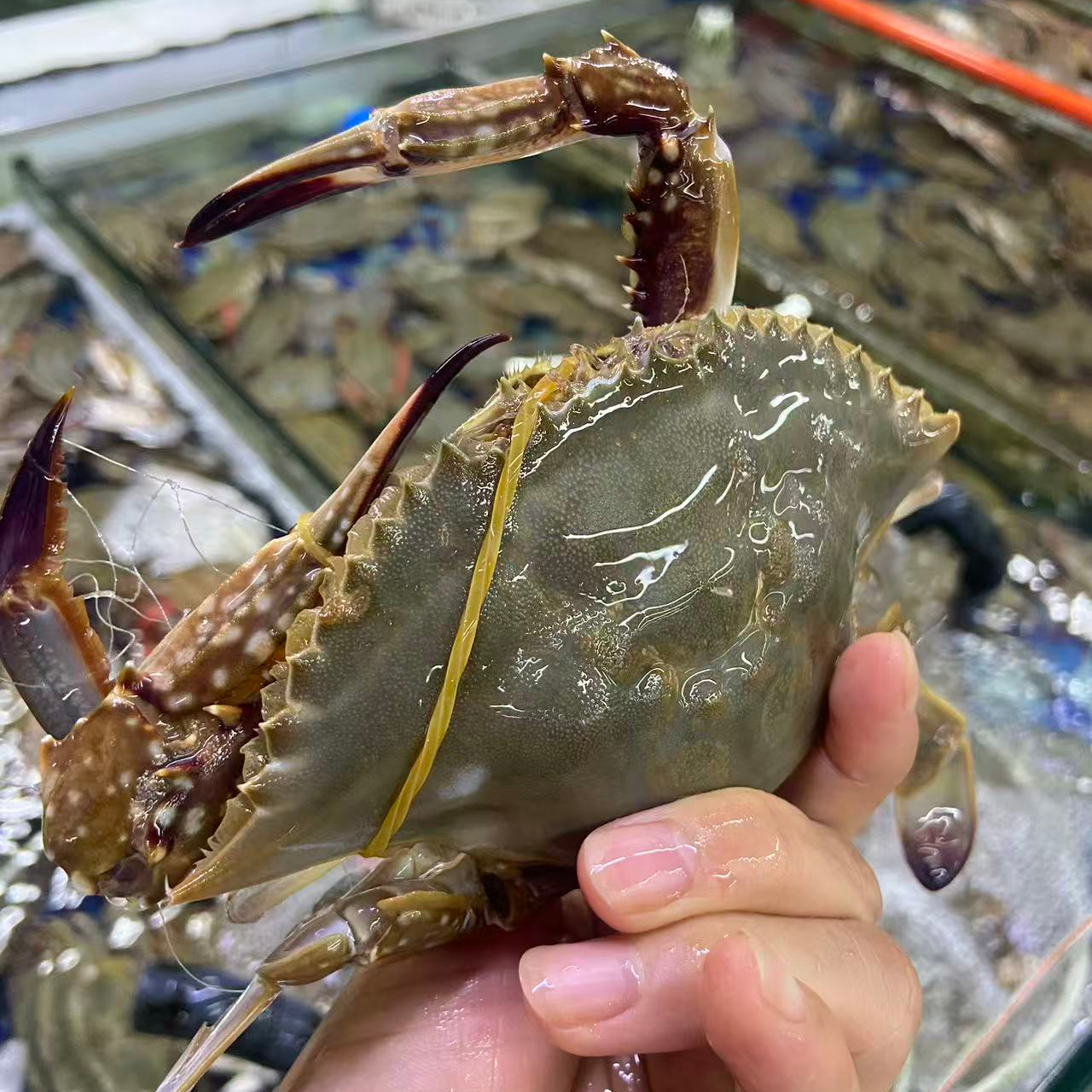 海捕梭子蟹500g小号一只（2.5~4.5两）