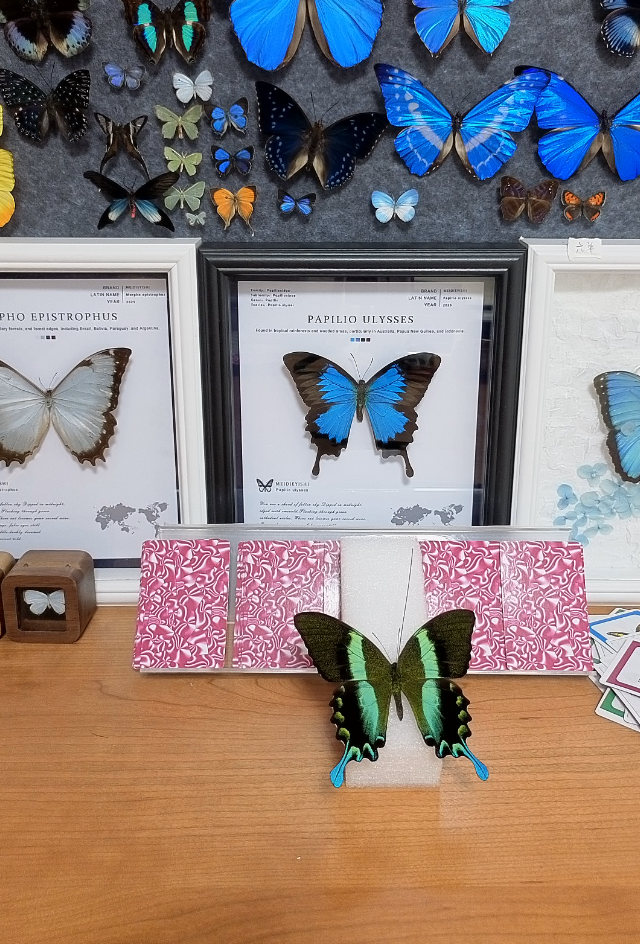 爱神A1带框成品专拍