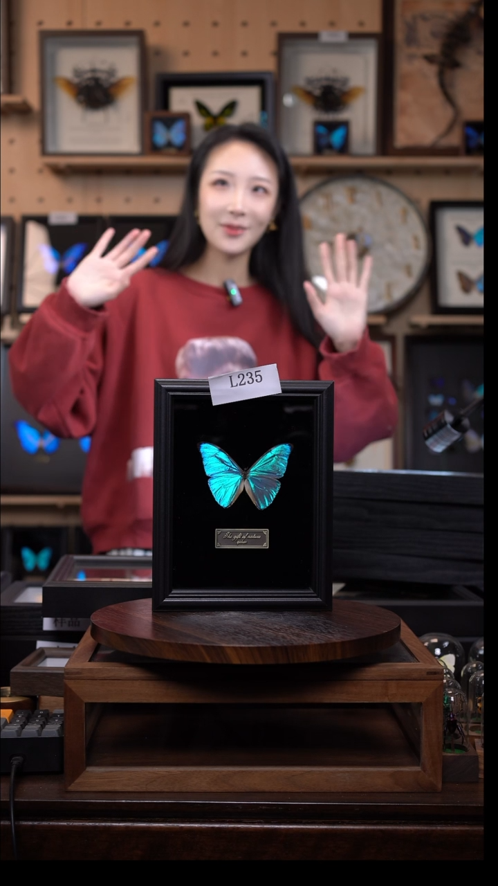 蝴蝶标本摆件竞拍l235