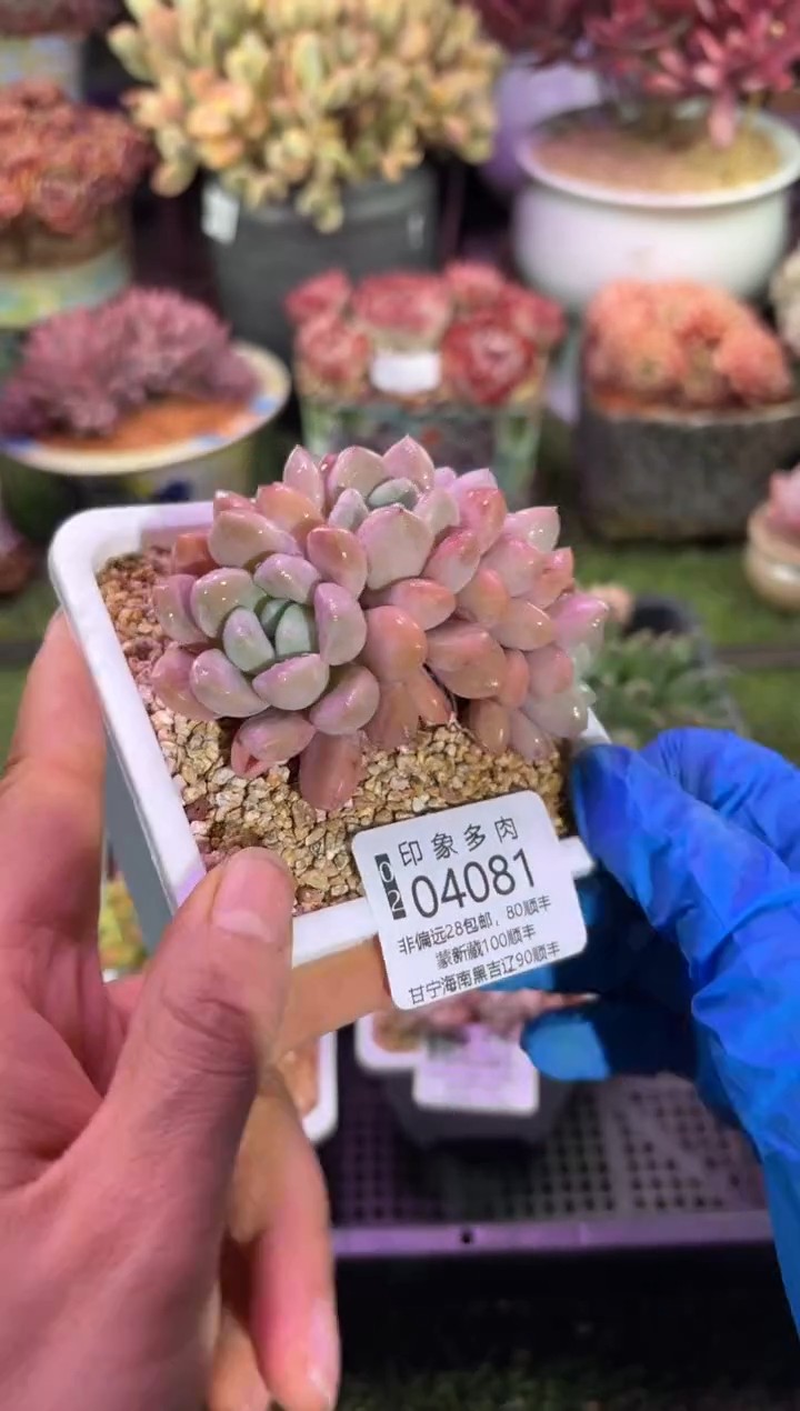 【闪购商品】04081