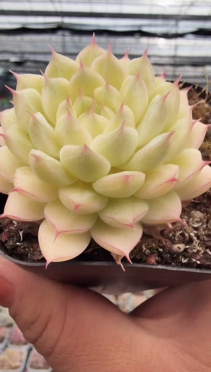 东云多肉园新款-41