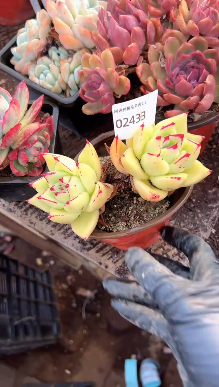 多*樂多肉植物一物一拍02433