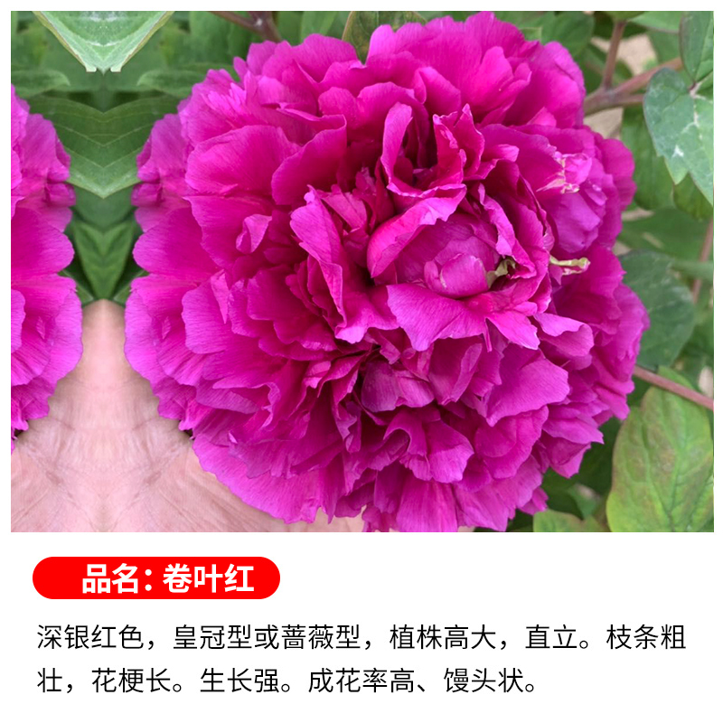 【原土球发货】【卷叶红】洛阳牡丹花苗观赏重瓣耐寒盆栽室内庭院带芽