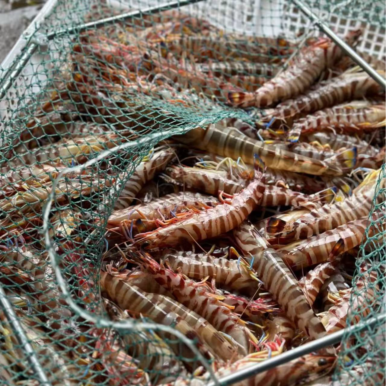 【魏来海鲜】10条左右一斤海捕现捞活野生九节虾班节虾本港渔船捕捞