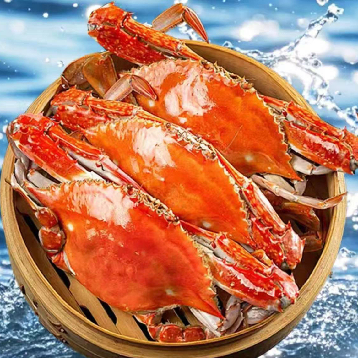 活中母梭子蟹100元3斤3两