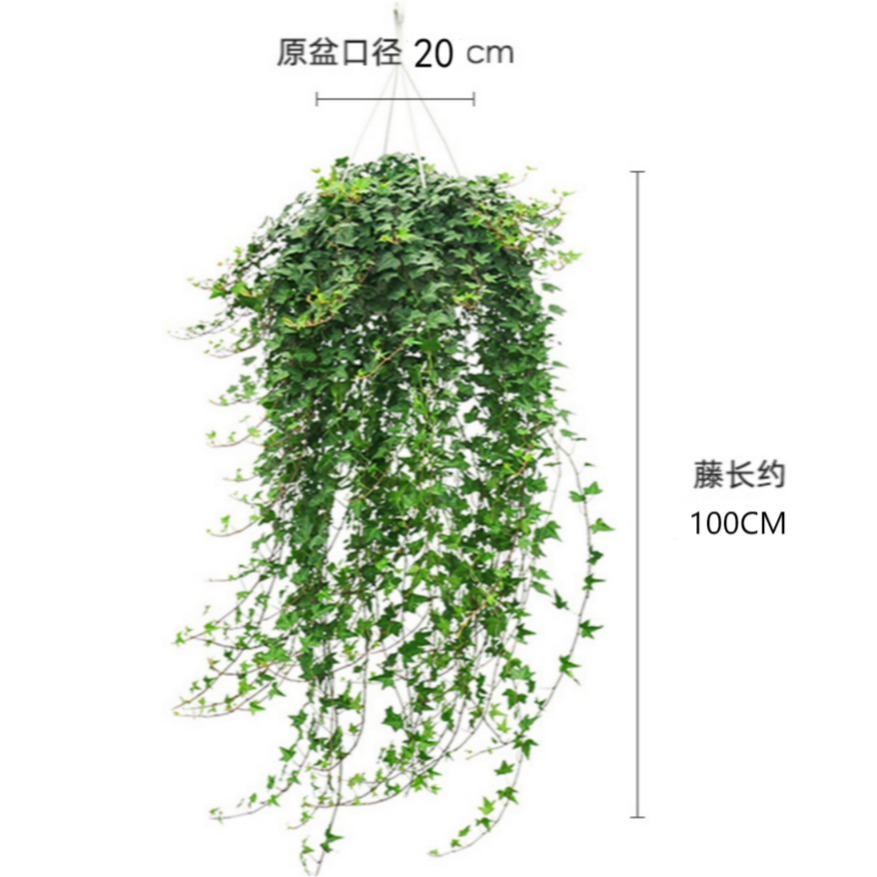 【80-110】枫叶常春藤吊兰比绿萝室内水培挂墙壁挂阳台绿植垂吊挂墙