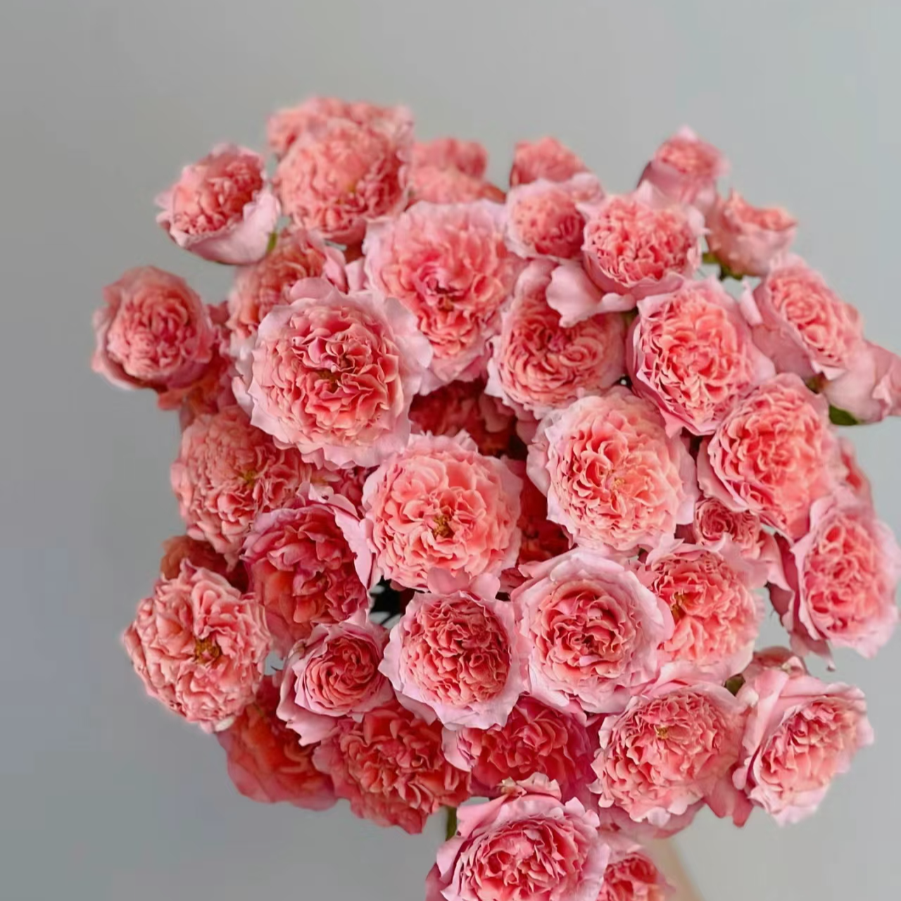 【福利玫瑰】不指定玫瑰10枝，备注无效，两单同样升级顺丰冷链！