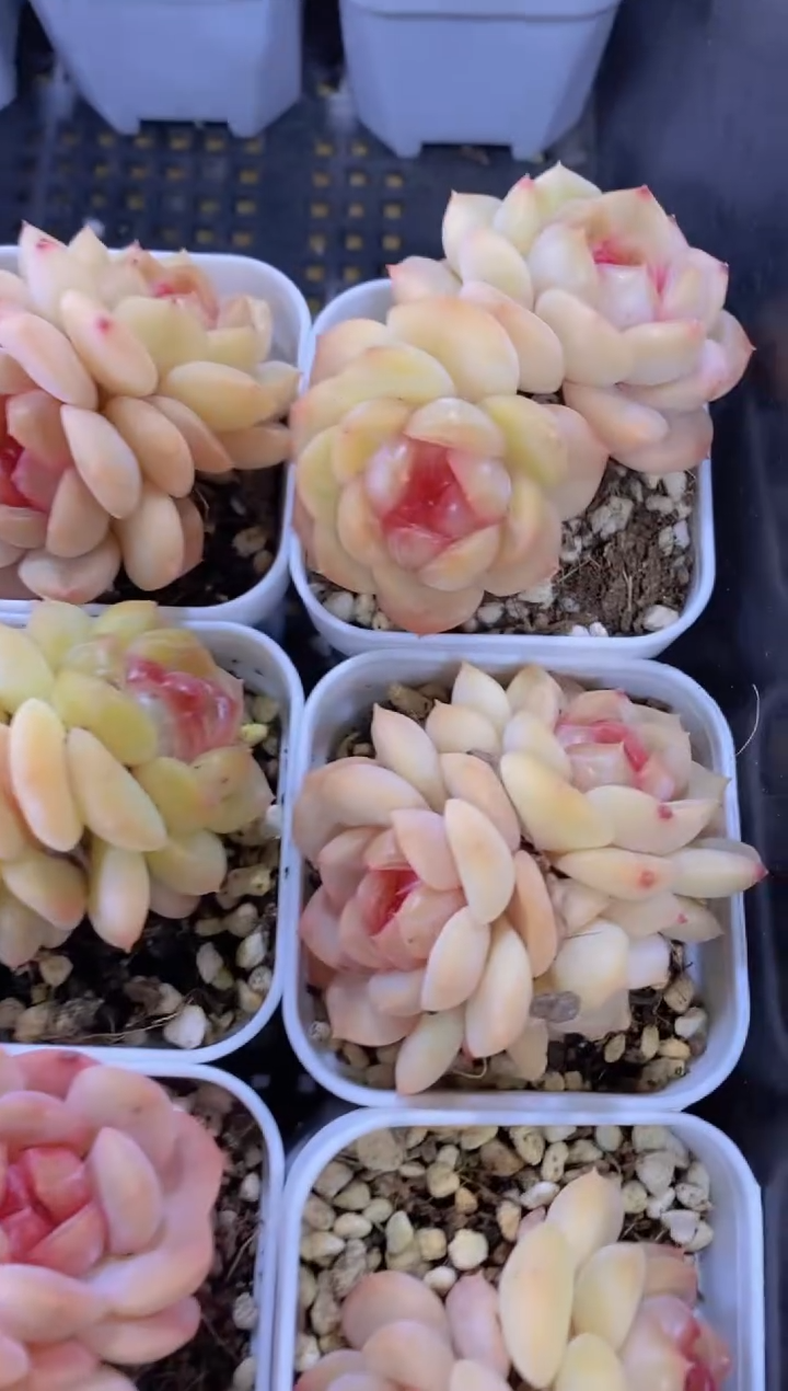 A103-琴心双头2颗（量拍）