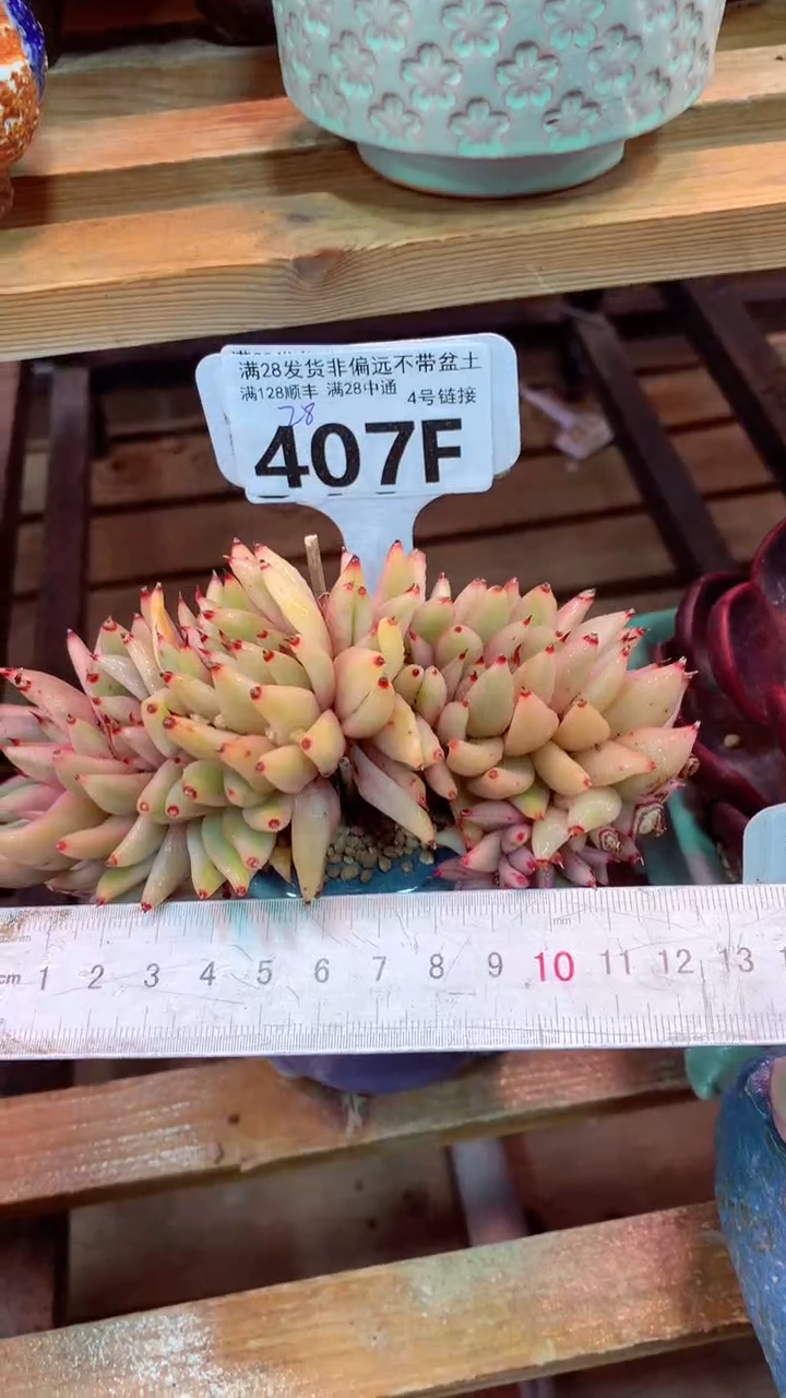 407F（一物一拍实付满28发货，默认不带盆土）