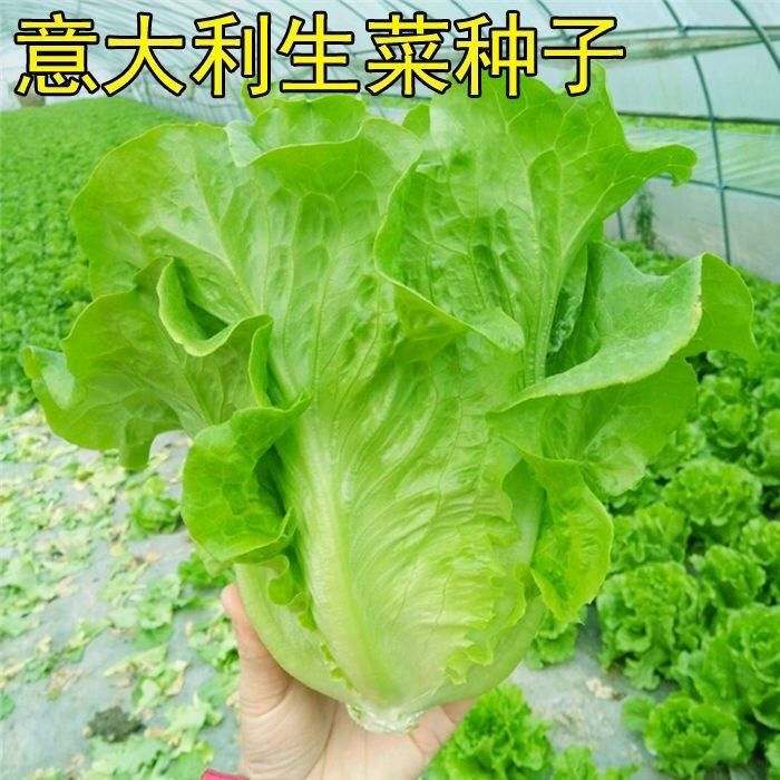【割完又长】正宗甜脆意大利生菜种子生吃生菜籽农家蔬菜种子大全YL