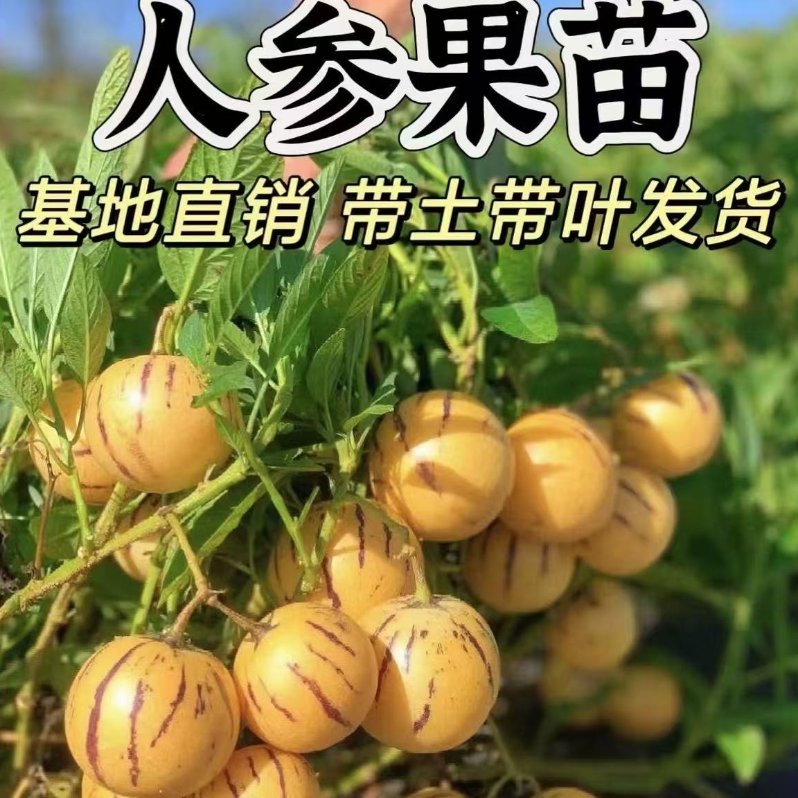 人参果树苗【带果发货】南北方种植盆栽地栽当年结果