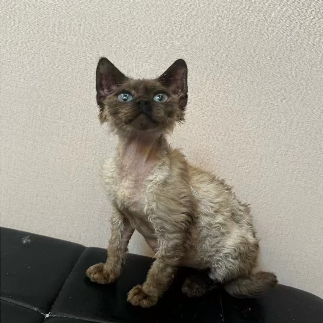 【Shenmi Cat德文卷毛猫】猫猫活体