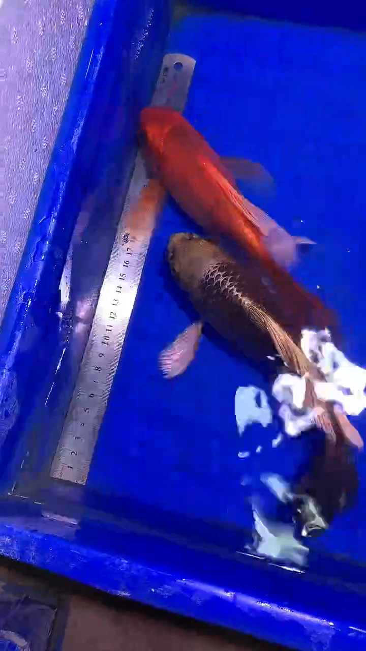 蝴蝶鲤鱼蝴蝶鲤直播选鱼专用链接 凭开箱视频售后