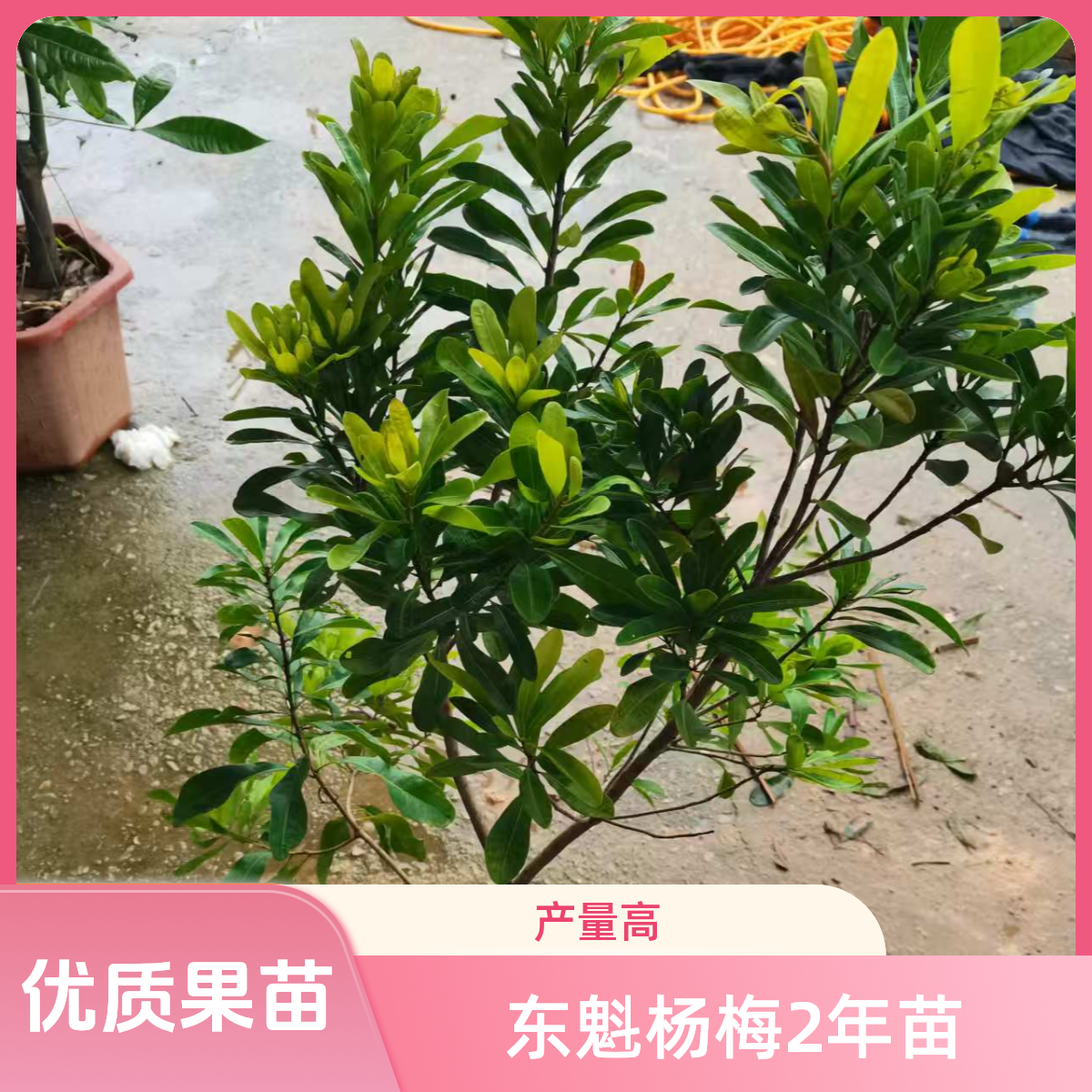 顺益果树东魁杨梅2年苗