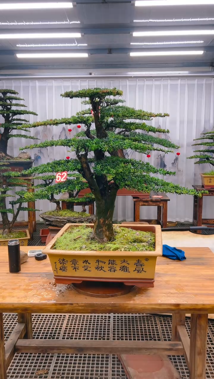 【闪购商品】紫砂精品盆景直播间一物一拍