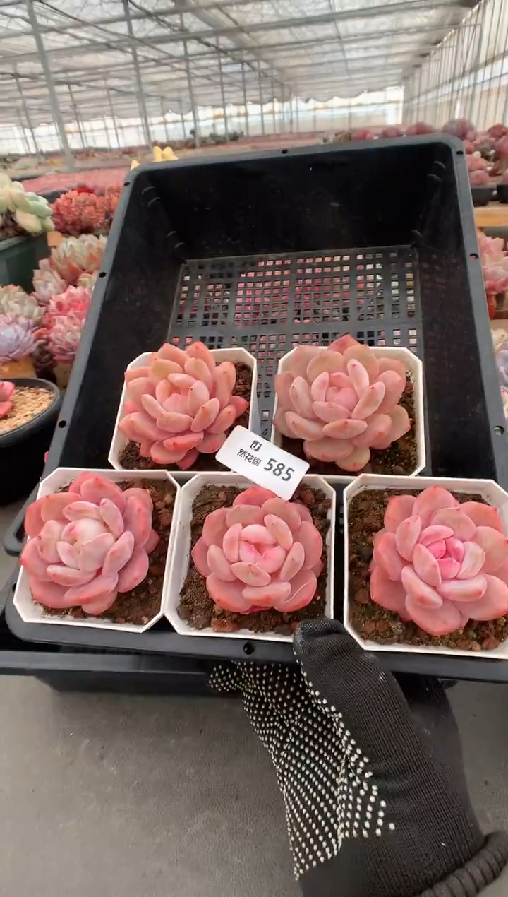 585糖心多肉植物一物一拍5棵