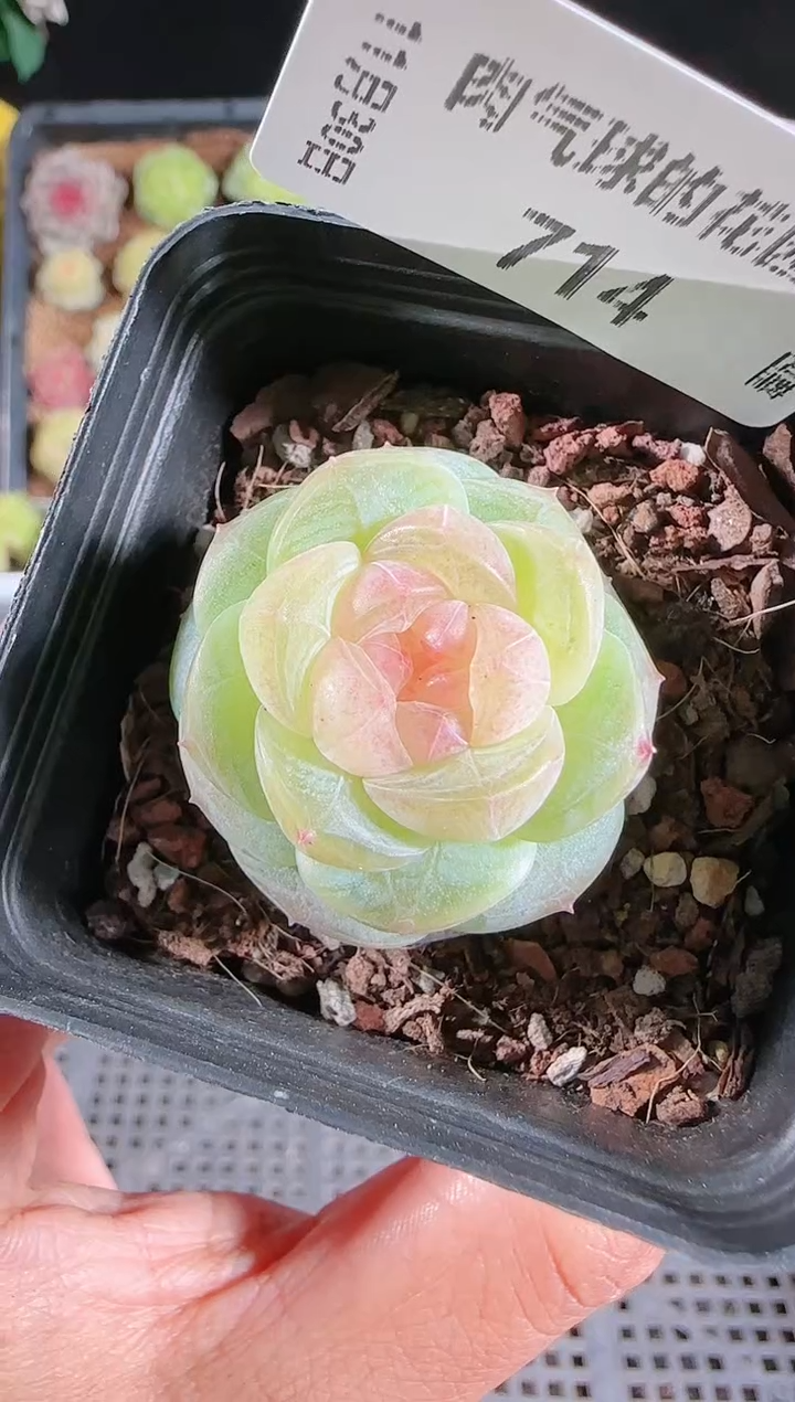 1130-714星月多肉群生不包整