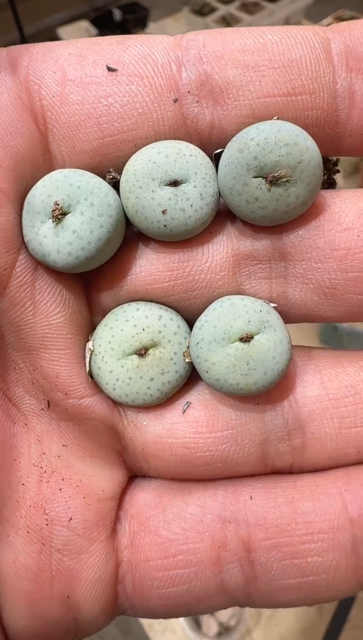 58多肉植物肉锥奶油嘴一颗