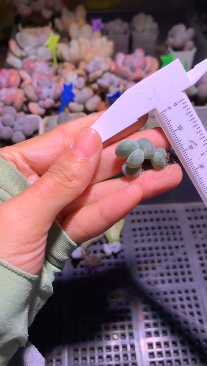 黄油油煎小苗啊啊