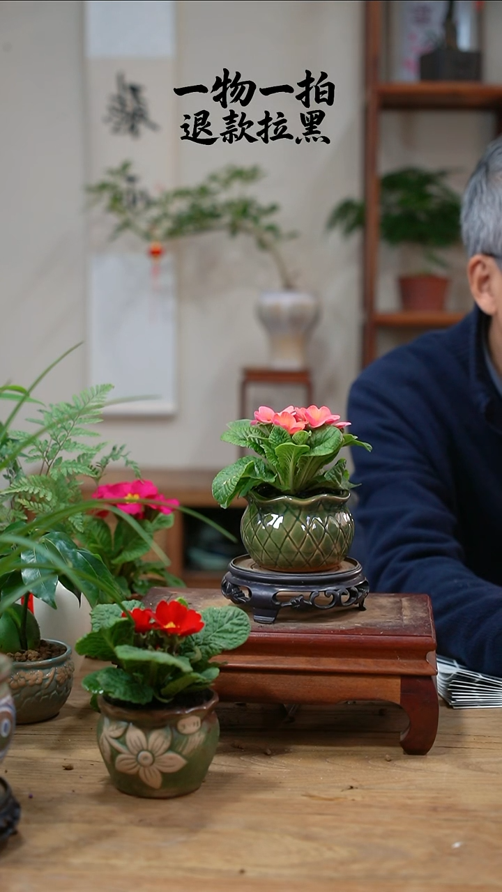 完全开放小**?报春006