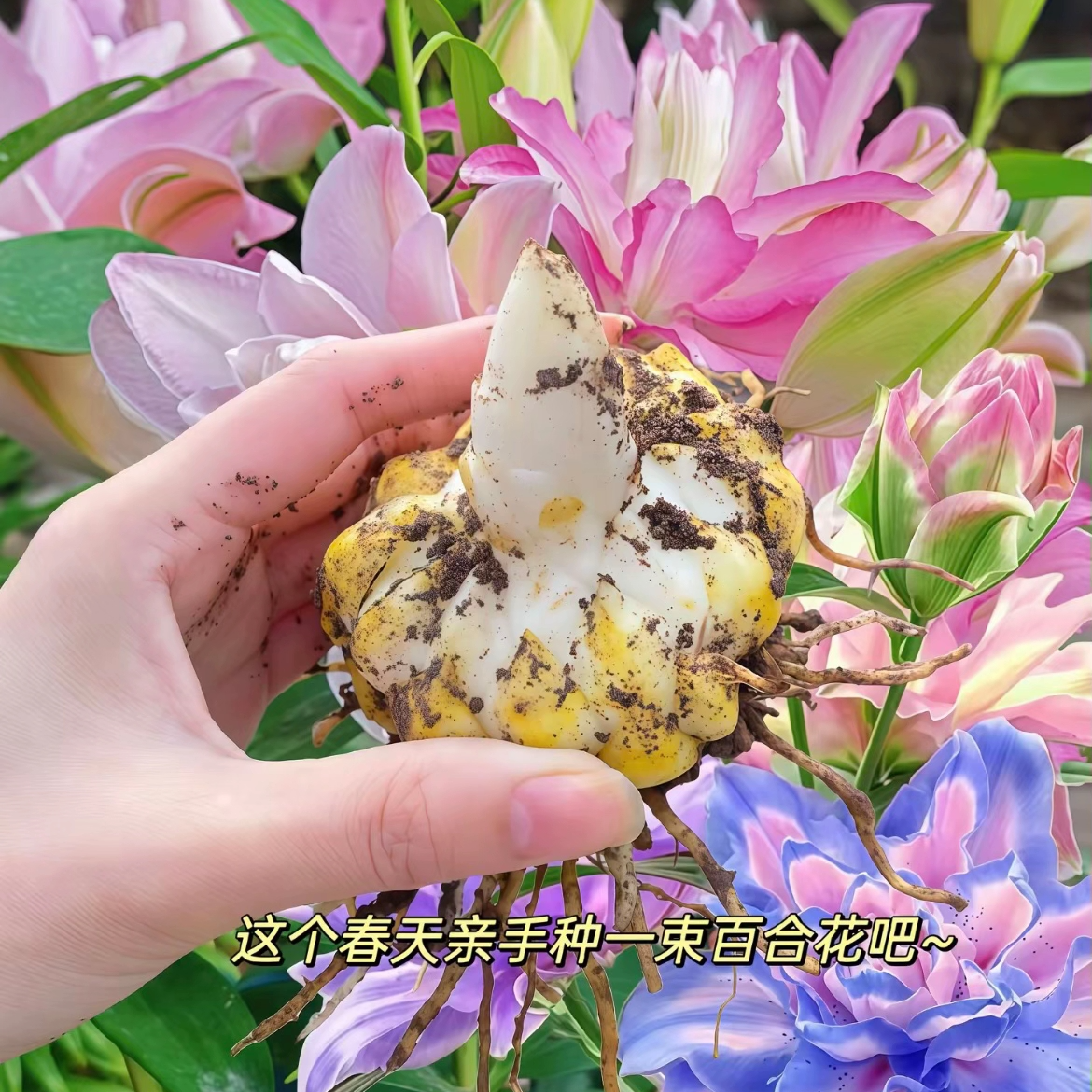 带盆栽好发货重瓣香水百合花种球带根芽浓香型庭院阳台养死包赔