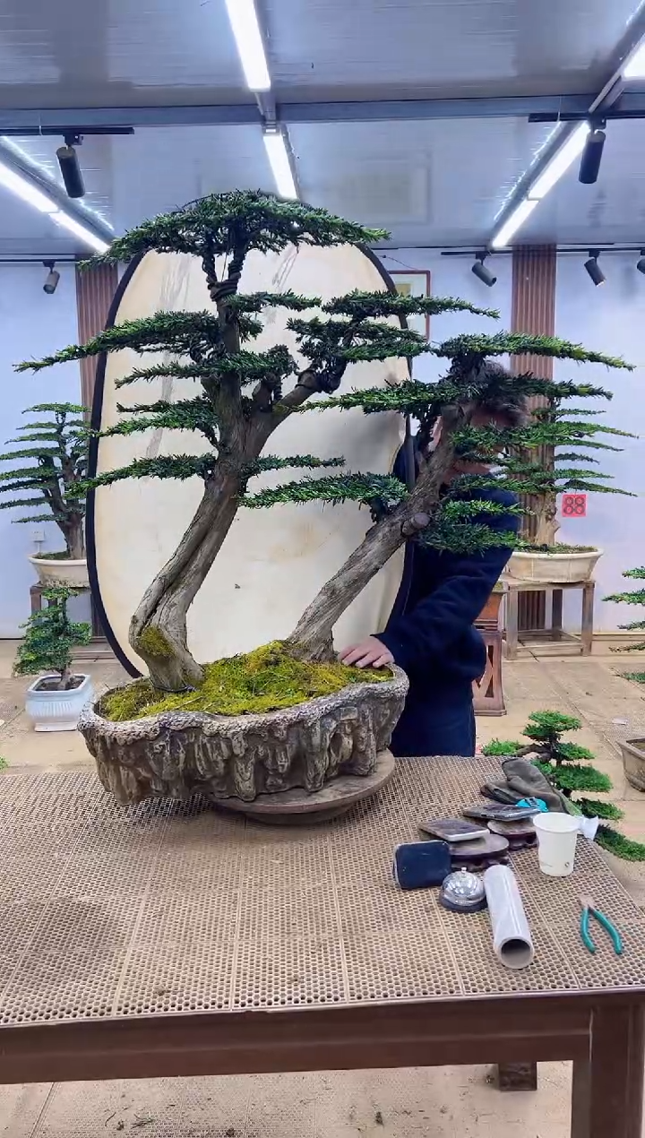 无花朵000000000000